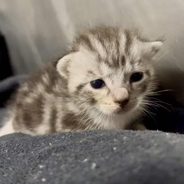 A baby small-sized male Gray / Blue / Silver Domestic Short Hair cat named Mac for adoption in West Palm Beach, FL