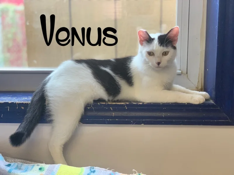 Venus