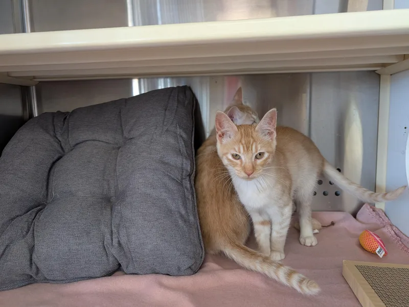 A baby small-sized male Domestic Short Hair cat named Yam for adoption in Cleburne, TX