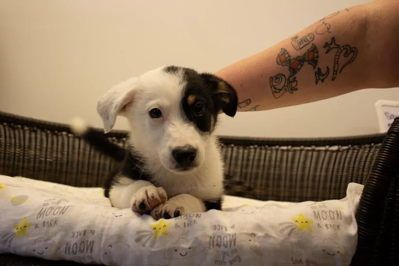 Ringo