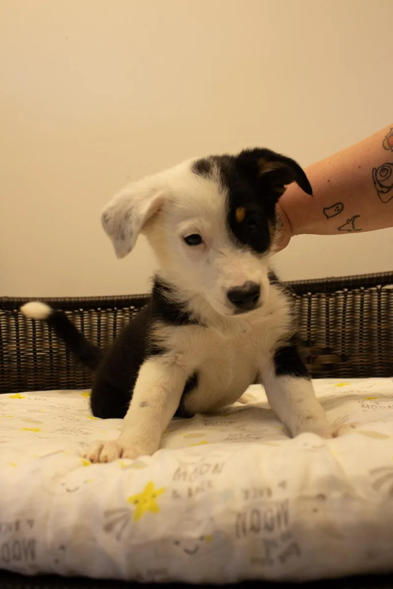 Ringo thumbnail 2