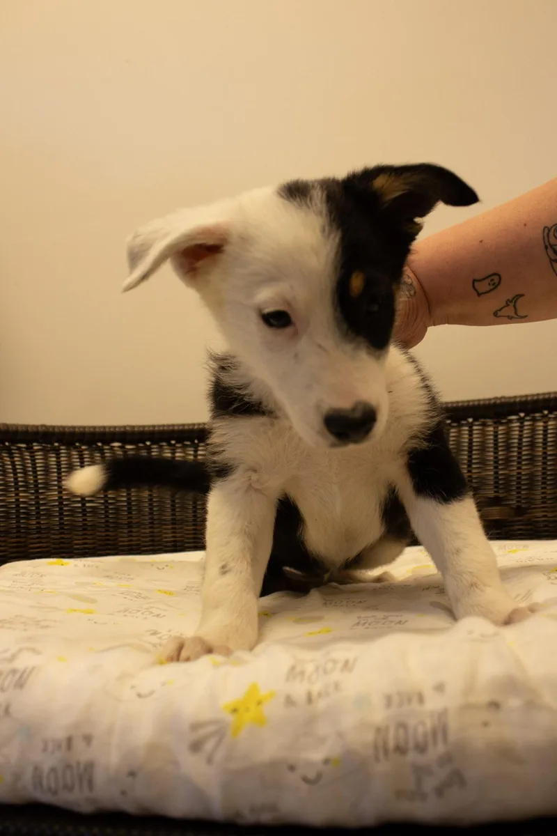 Ringo thumbnail 3