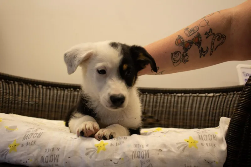 Ringo thumbnail 4
