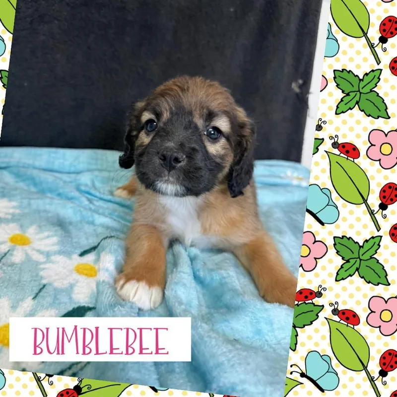 A baby medium-sized female Terrier dog named Bumblebee for adoption in Orlando, FL