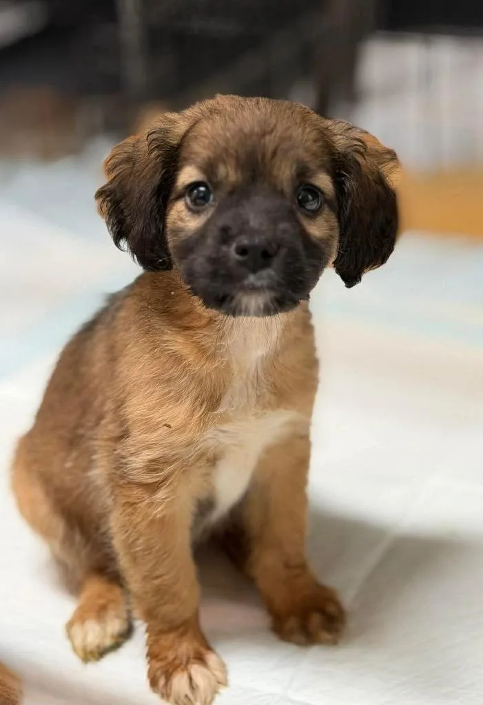 Bumblebee thumbnail 2