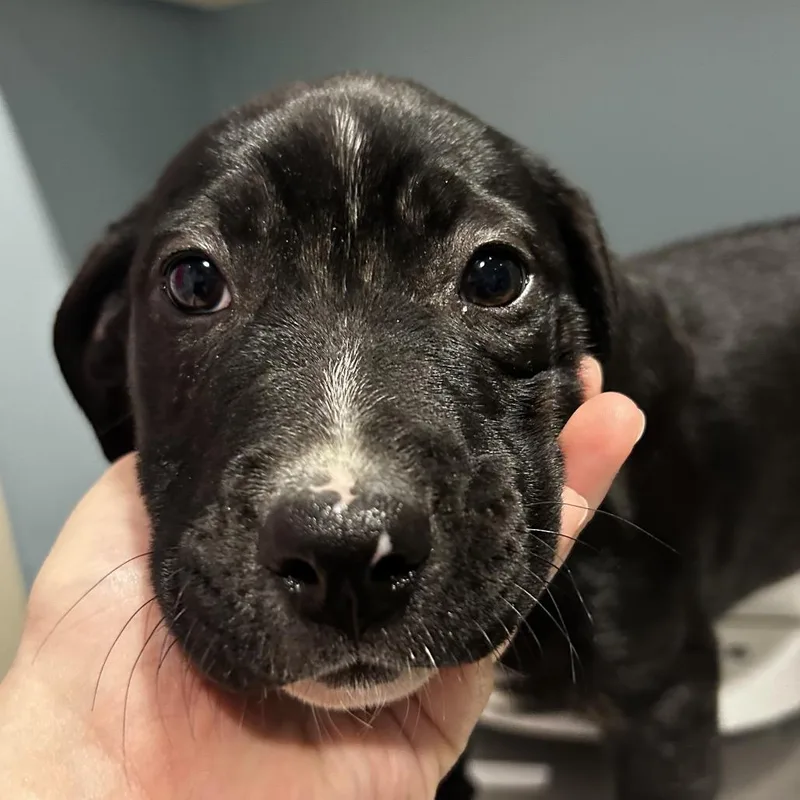 A baby small-sized female Black Mixed Breed dog named Mela for adoption in Chattanooga, TN