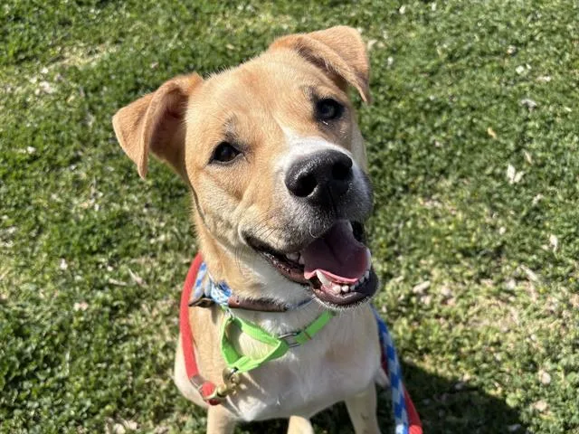 A young medium-sized female German Shepherd Dog dog named Hennessy for adoption in Tucson, AZ