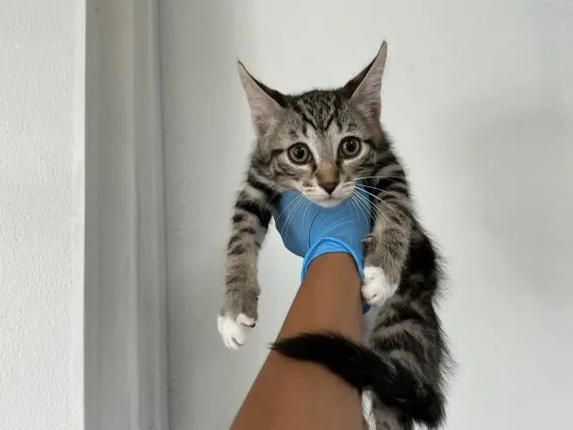 A baby small-sized male Domestic Short Hair cat named Jojo for adoption in San Bernardino, CA