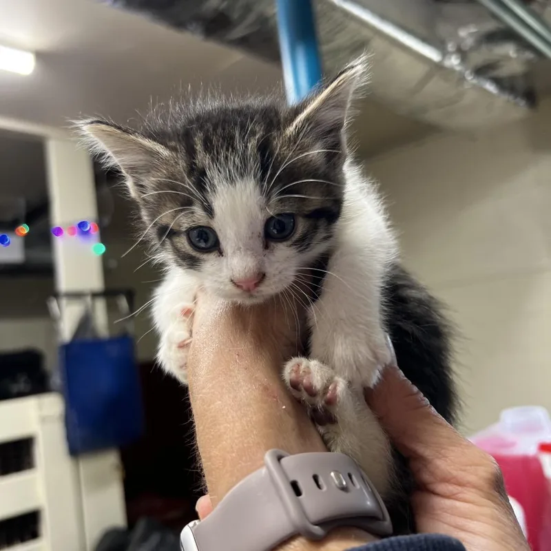A baby small-sized female Brown / Chocolate Domestic Short Hair cat named Babe for adoption in Harrisville, WV