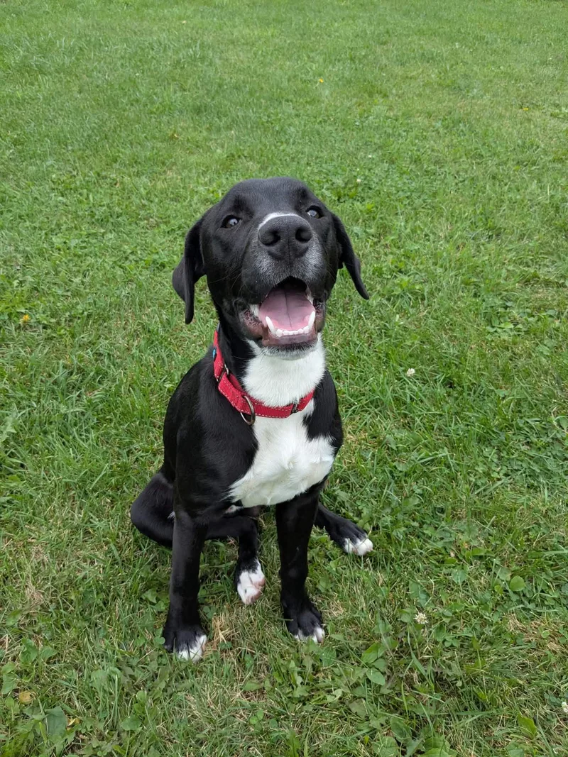 A young medium-sized male Black Labrador Retriever dog named Rebel for adoption in Hornell, NY