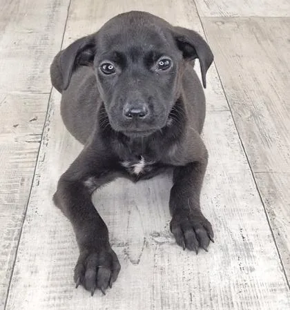 An adult small-sized female Mixed Breed dog named Mia for adoption in Shreveport, LA