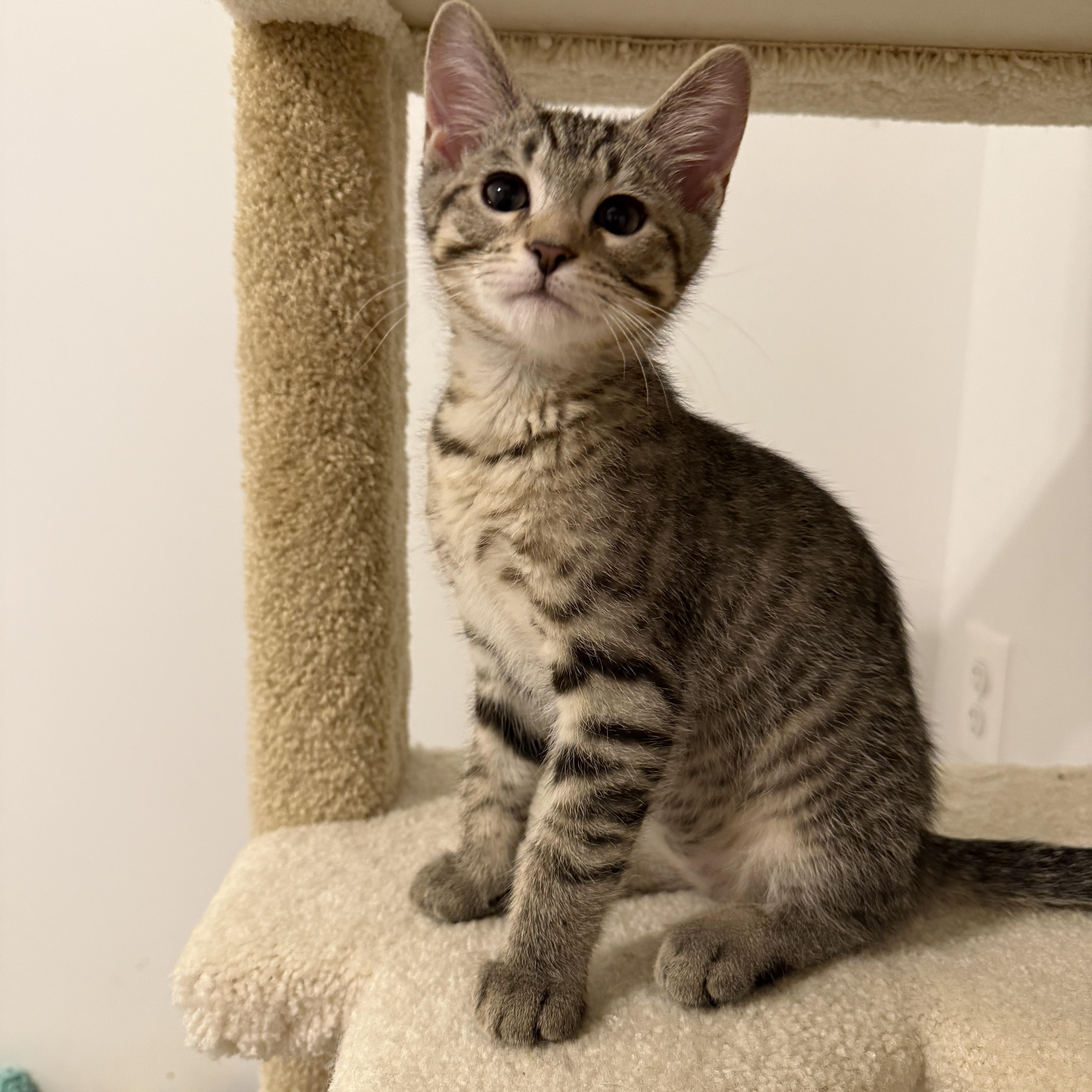 A baby medium-sized female Tabby (Brown / Chocolate) Domestic Short Hair cat named Lucky Charms  Jade for adoption in Leesburg, VA