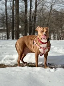 Load Of Potatoes thumbnail 3