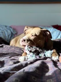 Load Of Potatoes thumbnail 2