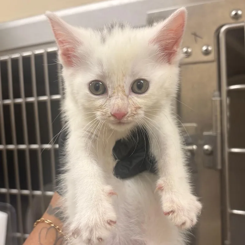 A baby small-sized female White Domestic Short Hair cat named Franklin for adoption in Winston-Salem, NC