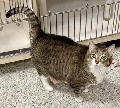 A senior large-sized male Domestic Short Hair cat named Cooper for adoption in Downers Grove, IL