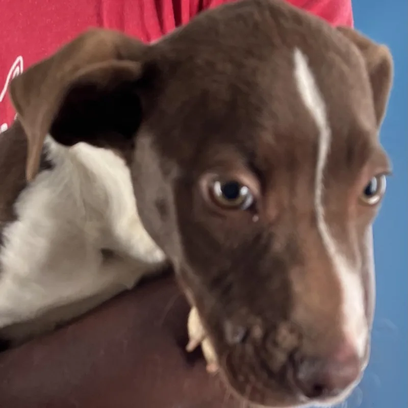 Nova  Local April thumbnail 2