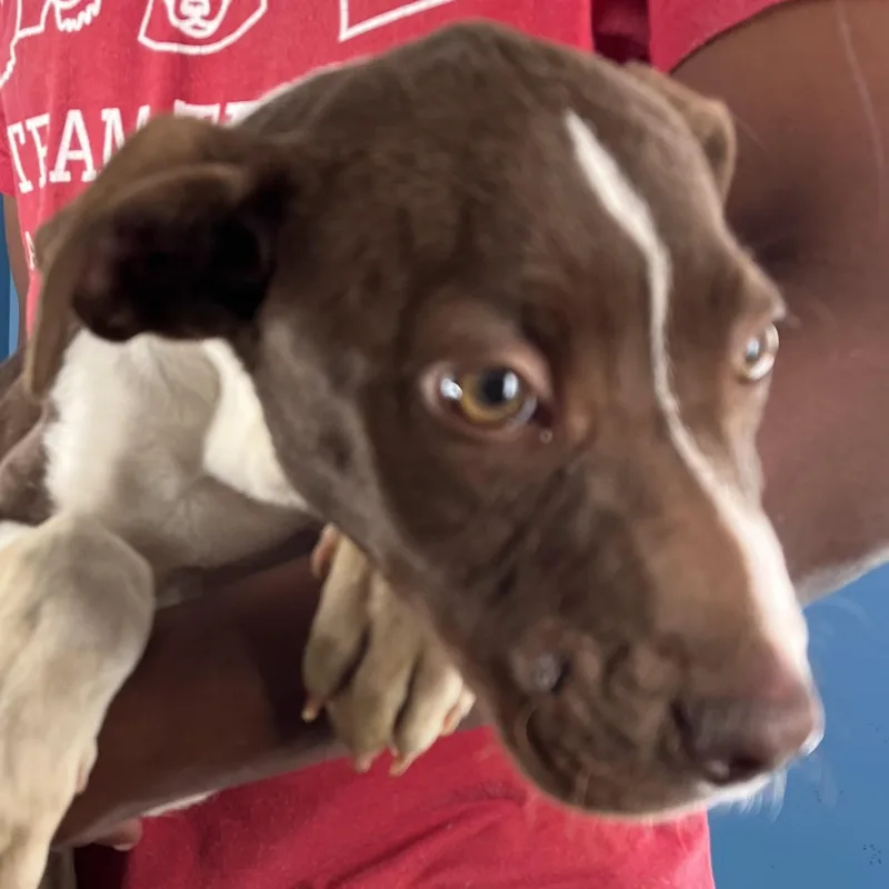 Nova  Local April thumbnail 3