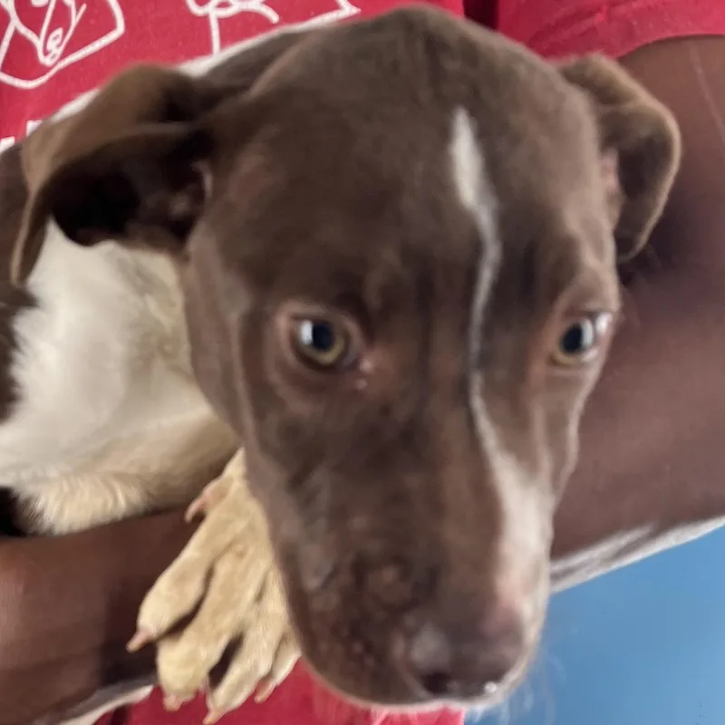 Nova  Local April thumbnail 4