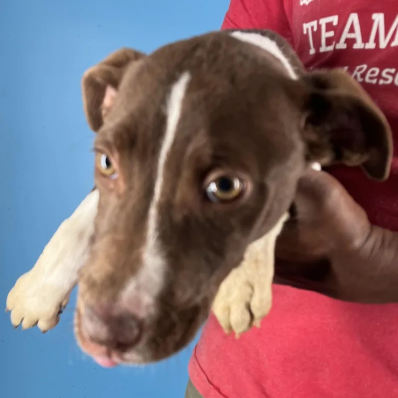 A baby medium-sized female Brown / Chocolate Labrador Retriever dog named Nova Local April for adoption in Brookshire, TX