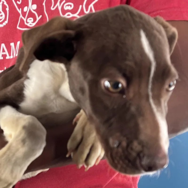 Nova  Local April thumbnail 5