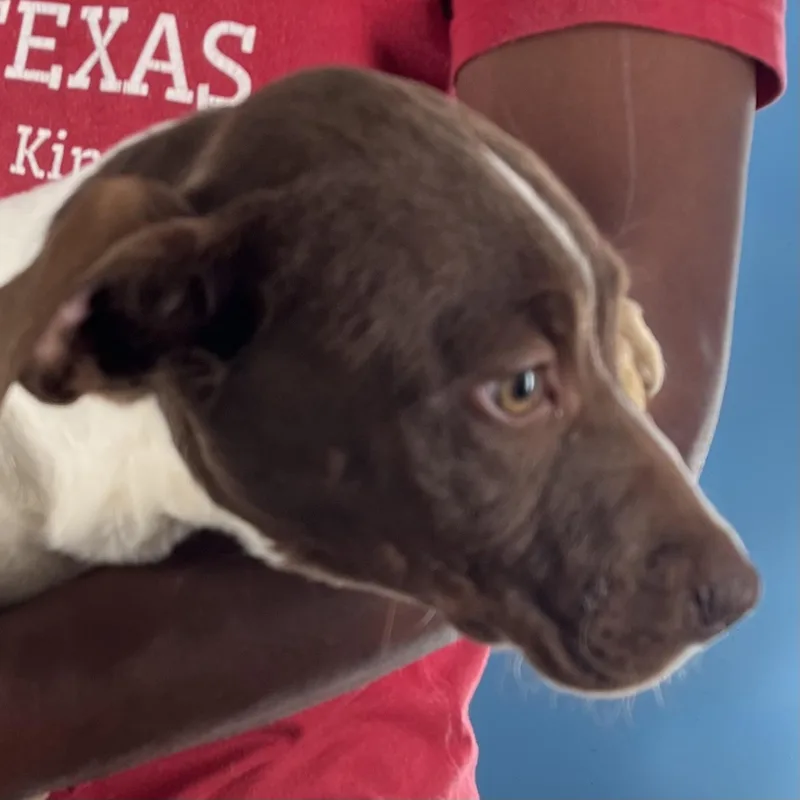 Nova  Local April thumbnail 6