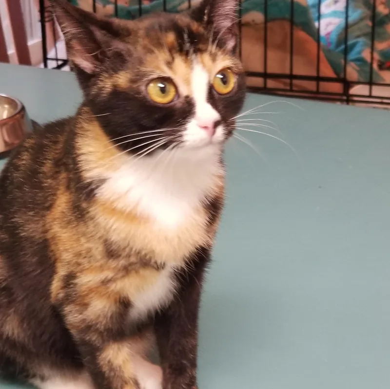 A young medium-sized female Black Calico cat named Bandit for adoption in Anderson, SC