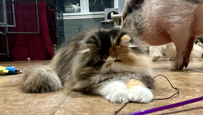 Bablo & Bessa!!!! thumbnail 6