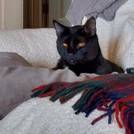 An adult medium-sized male Black Domestic Short Hair cat named Aster And Dandelion for adoption in Aurora, CO