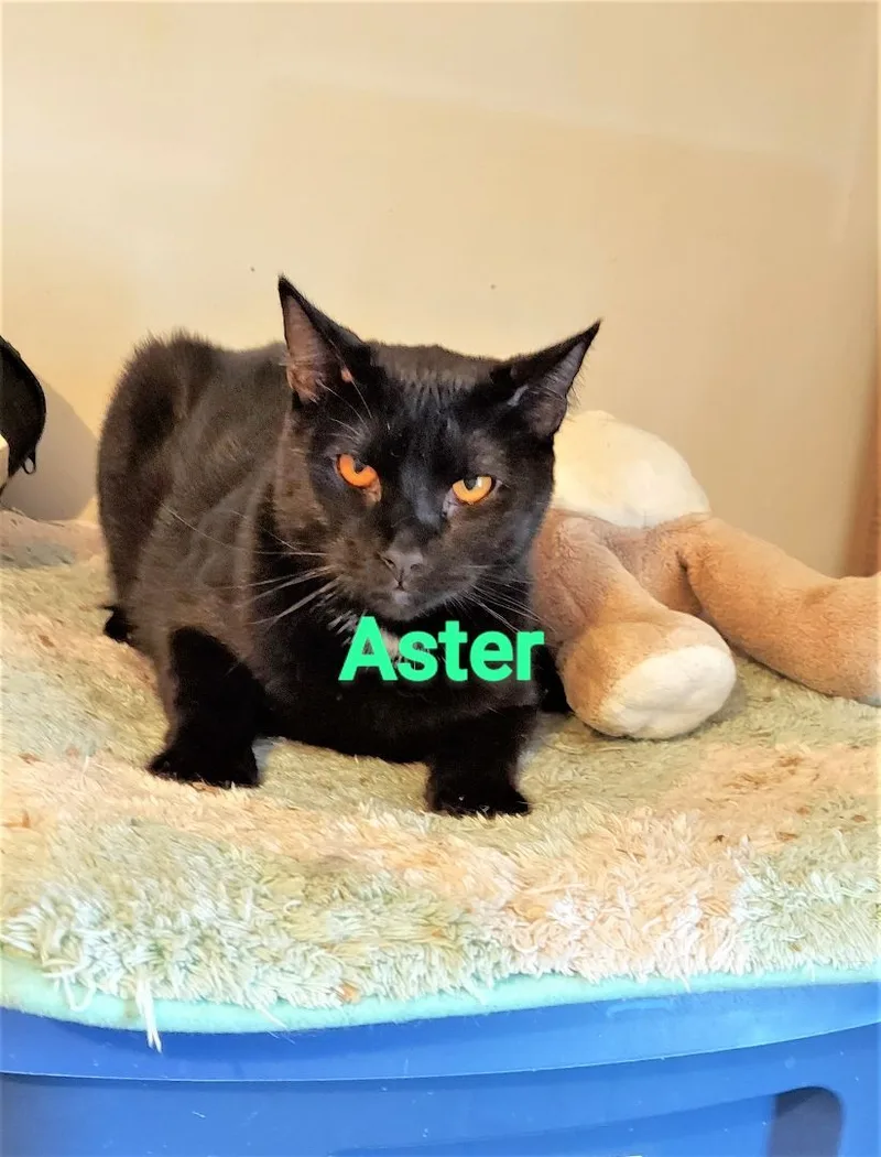 Aster And Dandelion thumbnail 3