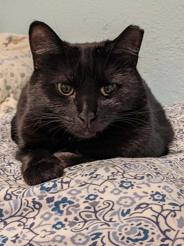 Binx thumbnail 2
