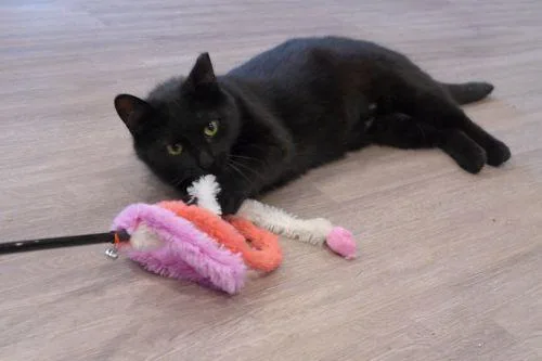 Binx thumbnail 3
