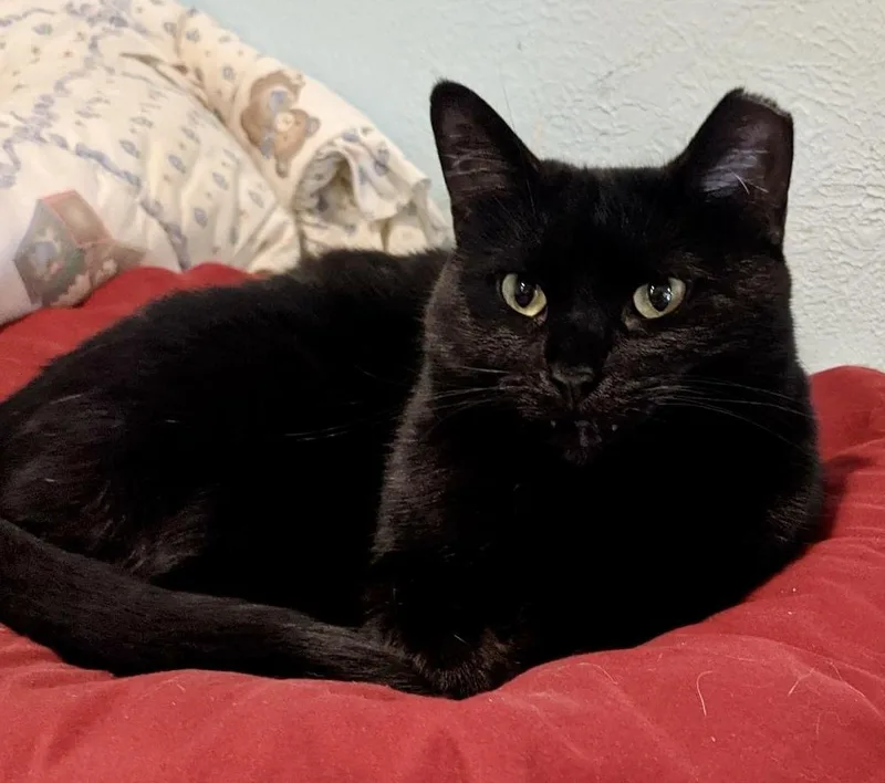 Binx thumbnail 4