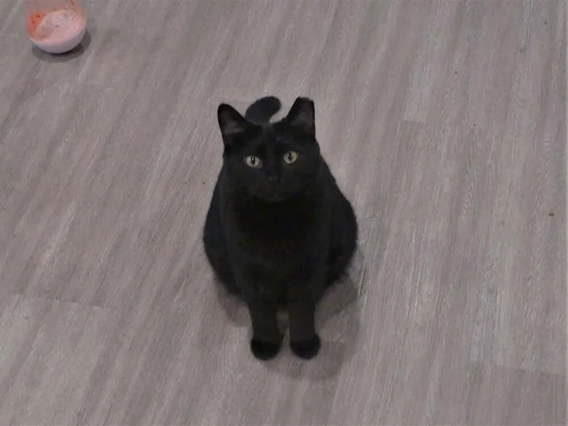 Binx thumbnail 5