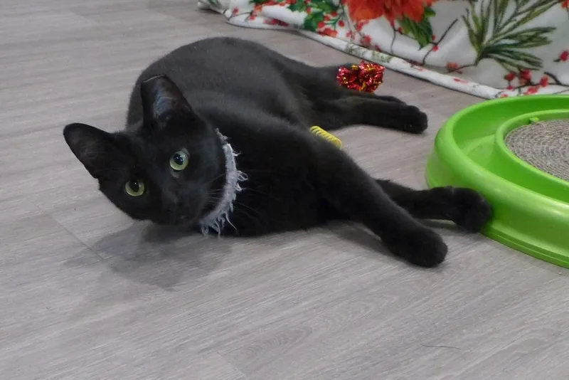 Binx thumbnail 6