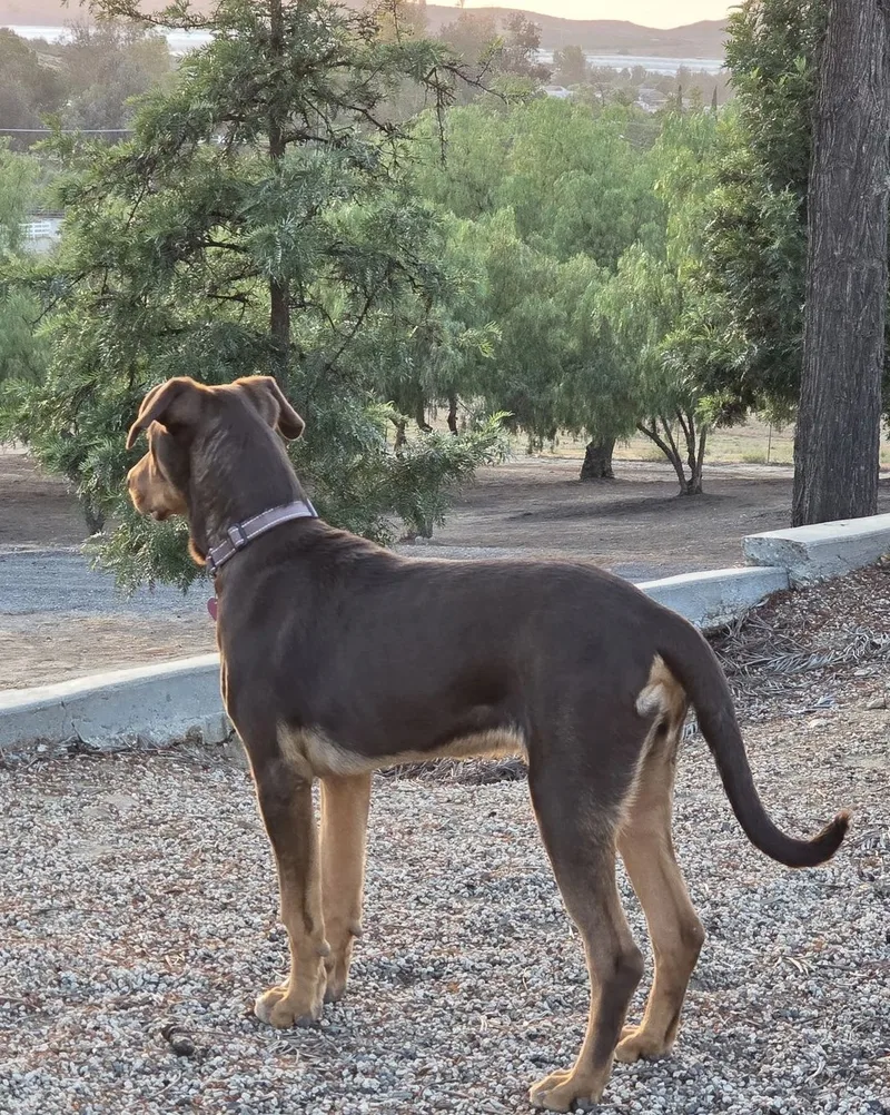 A baby small-sized male Brown / Chocolate Doberman Pinscher dog named Buddy for adoption in Perris, CA