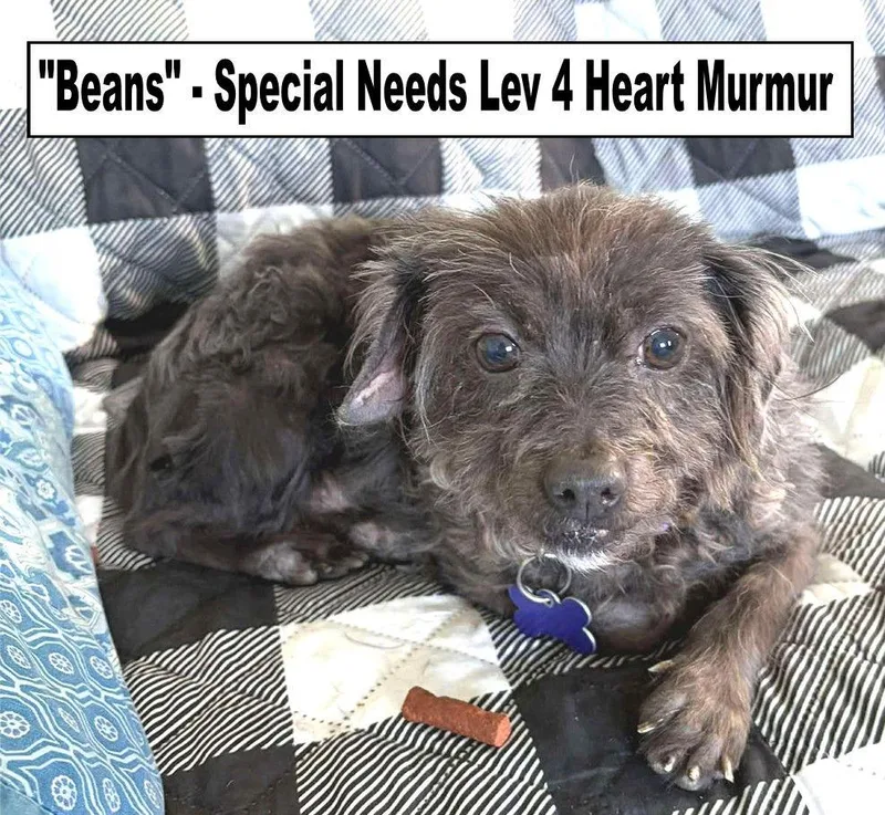 Beans  Special Needs