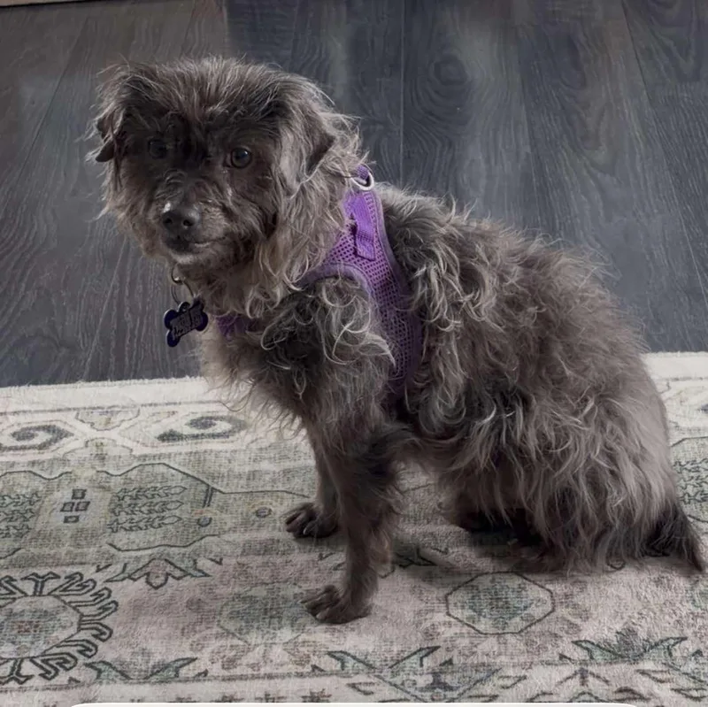 Beans  Special Needs thumbnail 2