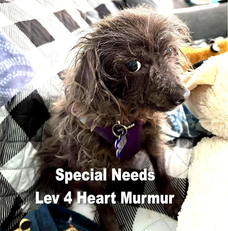 Beans  Special Needs thumbnail 3