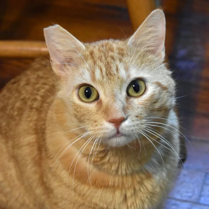 Bing Bong thumbnail 3