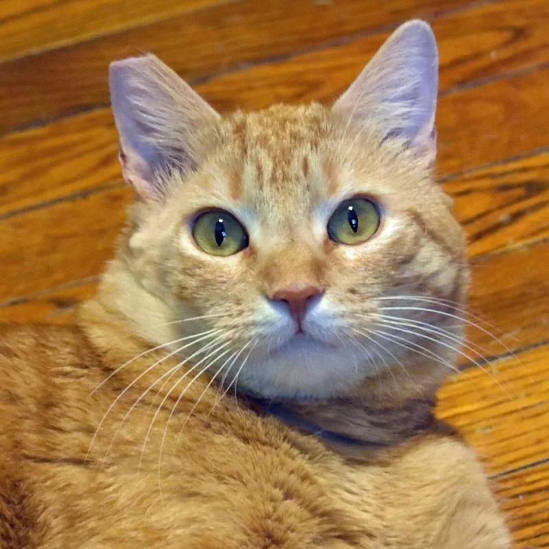 Bing Bong thumbnail 4