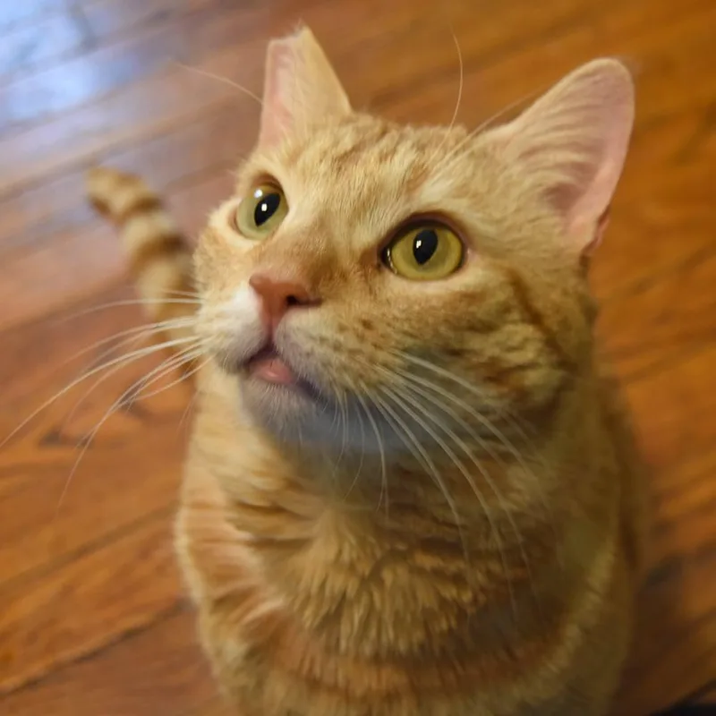 Bing Bong thumbnail 5