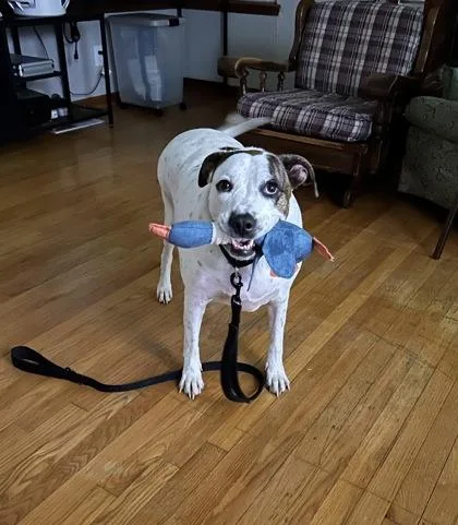 Maya  The Squirmy thumbnail 3