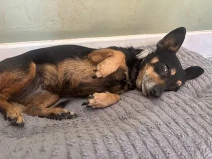 Pattycakes thumbnail 2