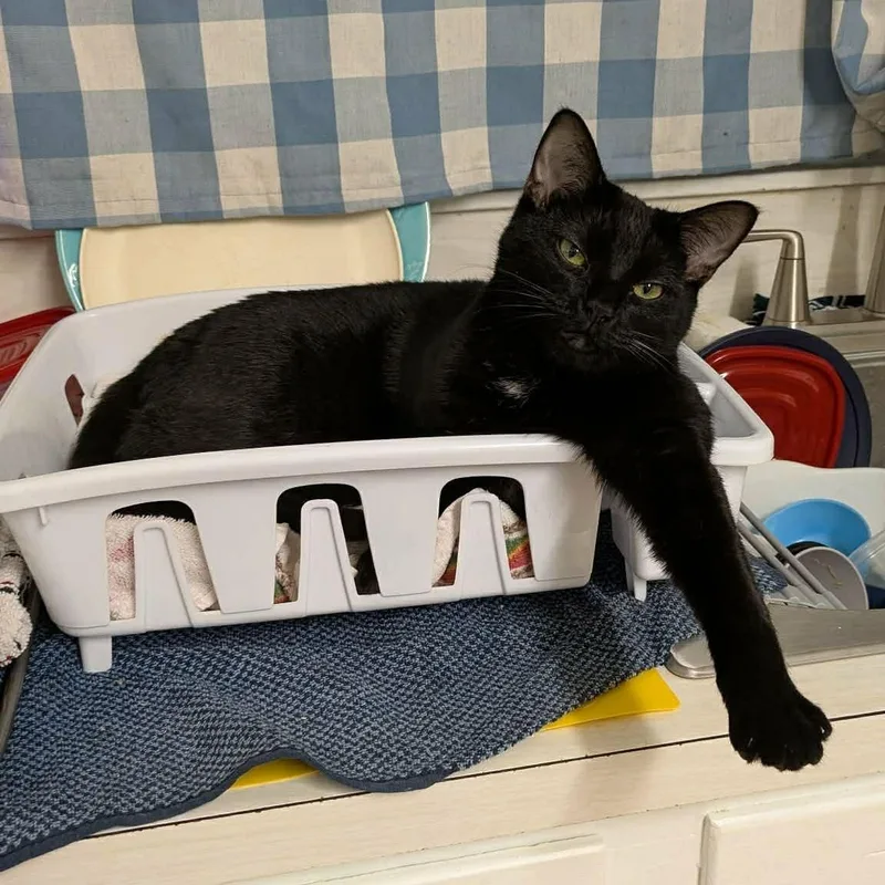 A young small-sized female Black Domestic Short Hair cat named Batgirl for adoption in LITTLE MOUNTAIN, SC