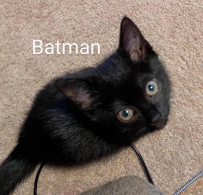 Batgirl thumbnail 3