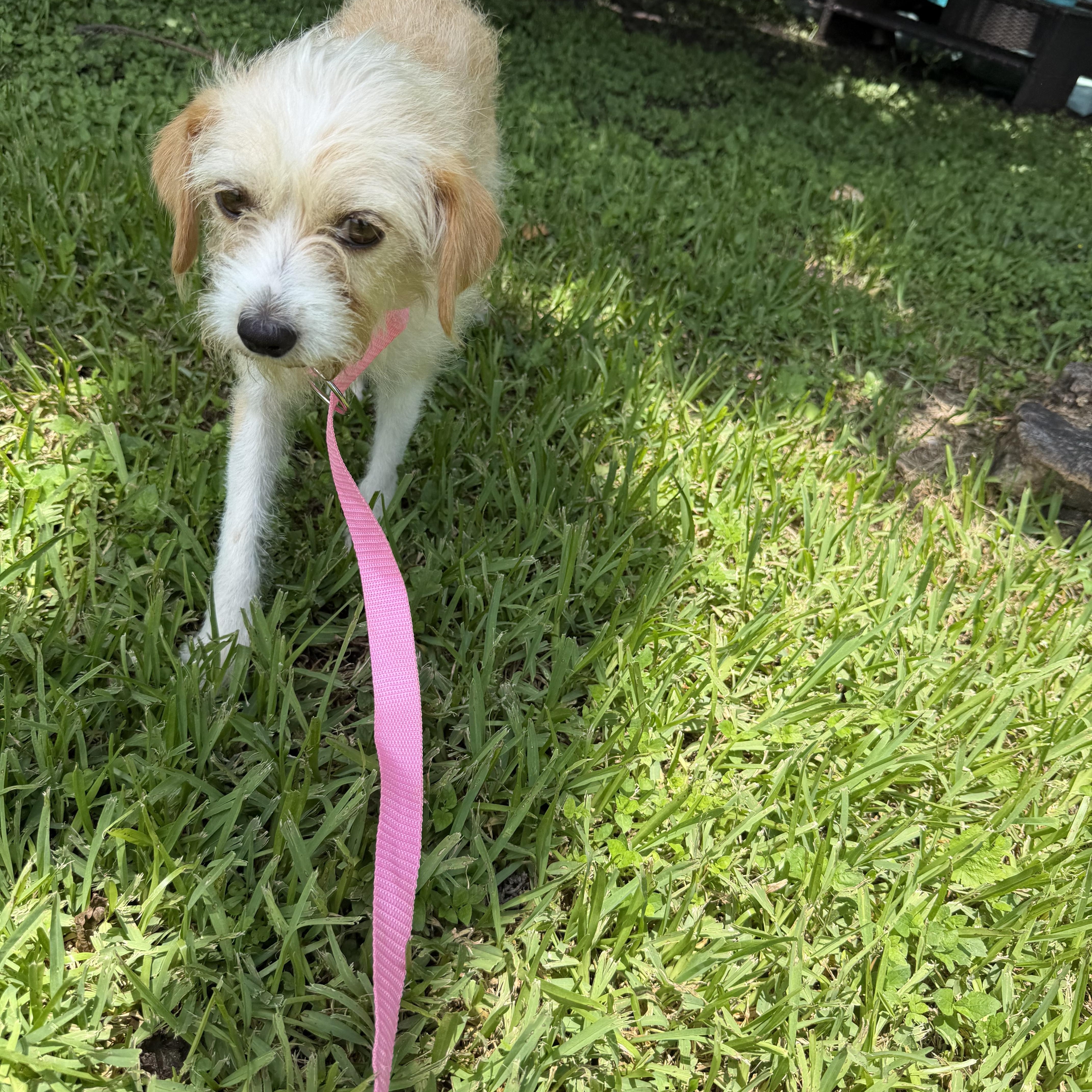 An adult small-sized female Cairn Terrier dog named Daphney for adoption in Louise, TX