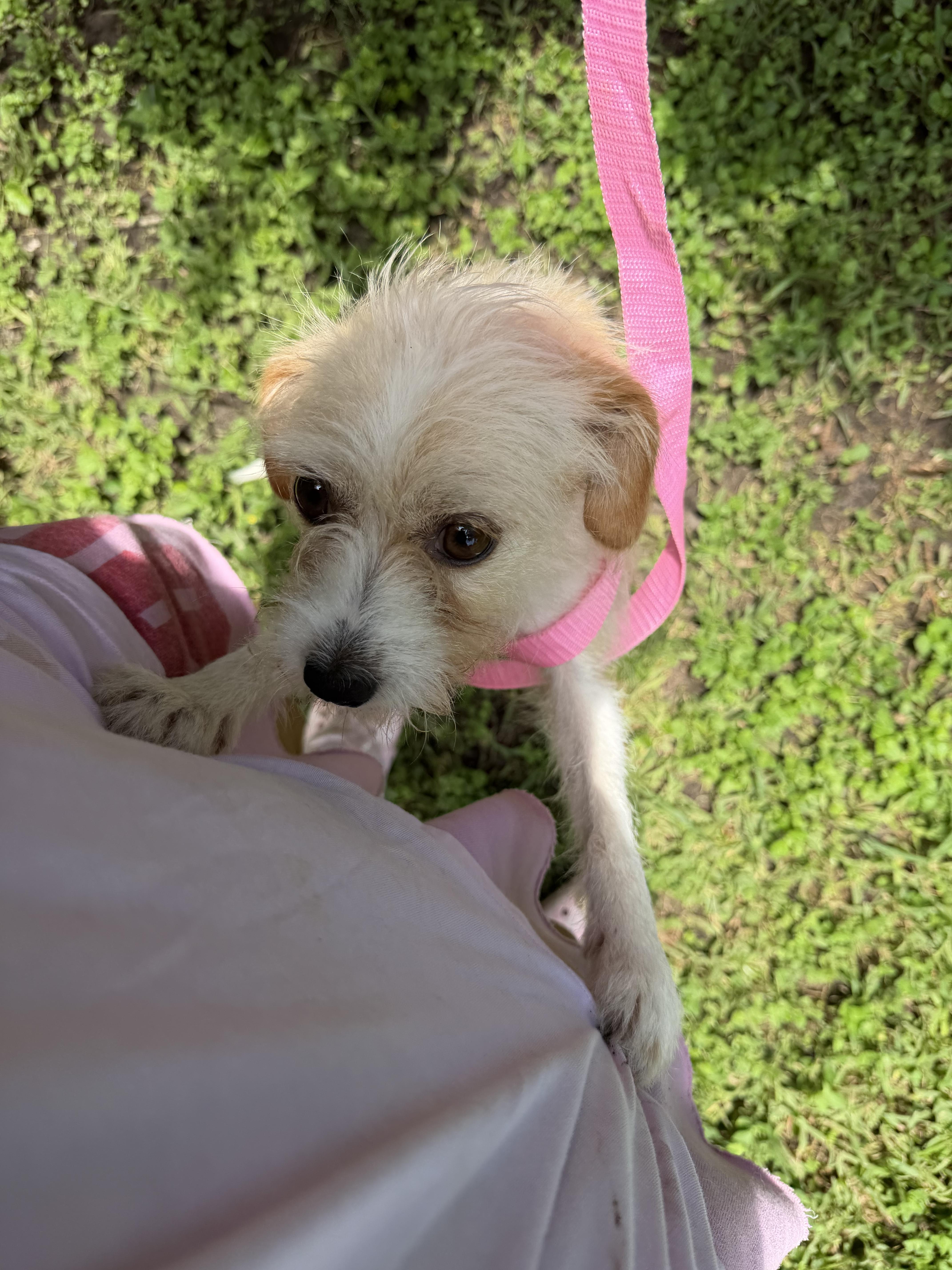 Daphney thumbnail 3