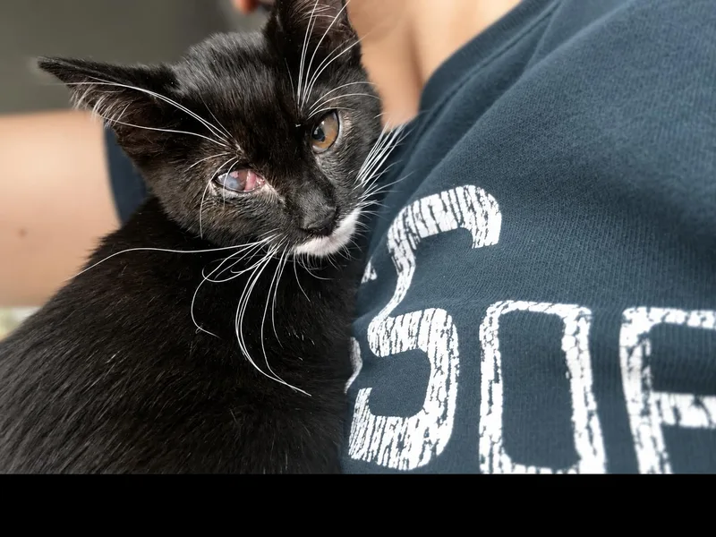 A baby medium-sized female Black & White / Tuxedo Domestic Short Hair cat named Sapphire Z for adoption in Fresno, CA