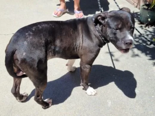 A young medium-sized male Pit Bull Terrier dog named Wilbur for adoption in San Pedro, CA